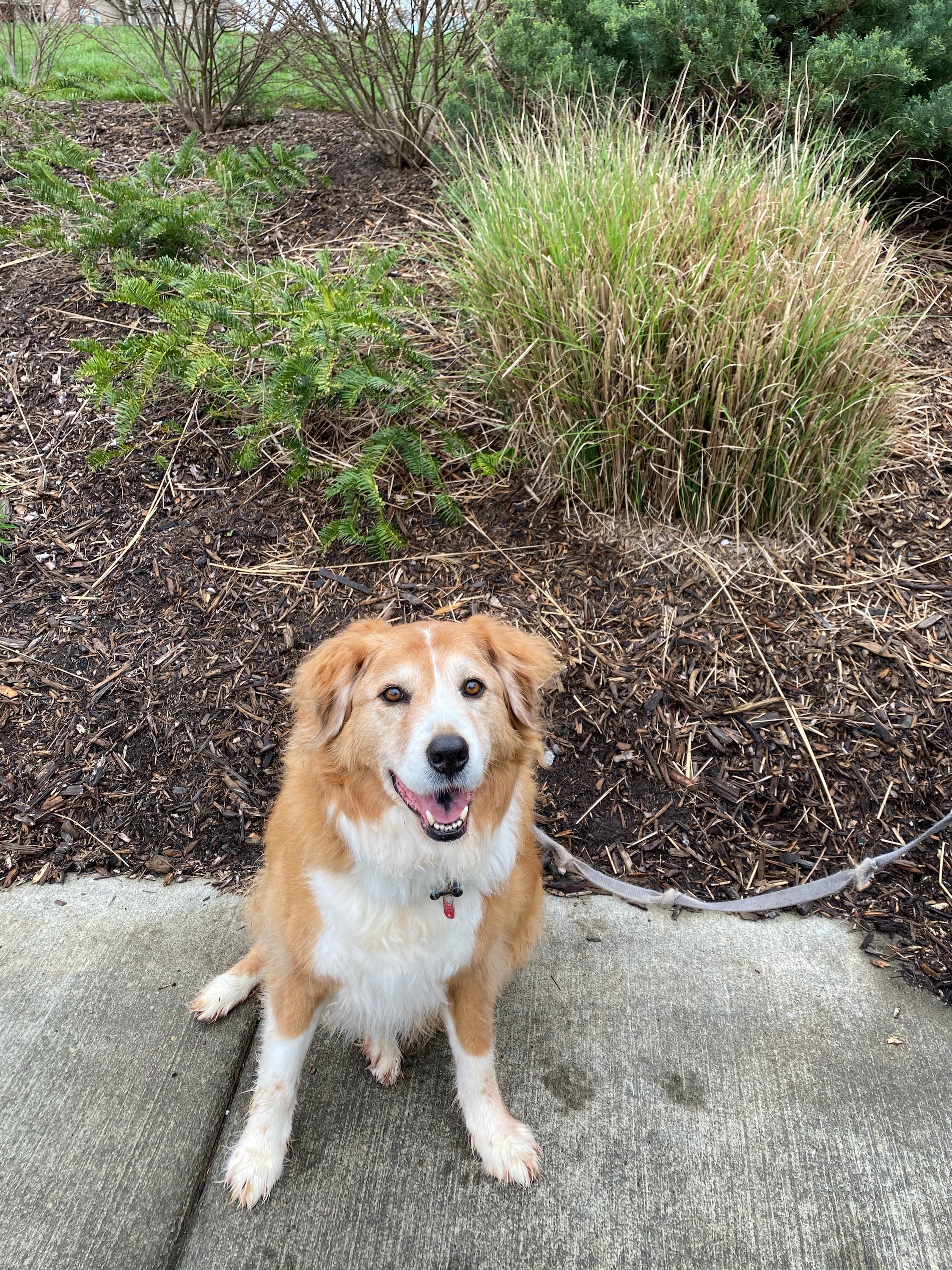 Buddy Smith, a light tan medium-haired dog with a lovely white face, chest, and paws, looking excitedly up at the camera