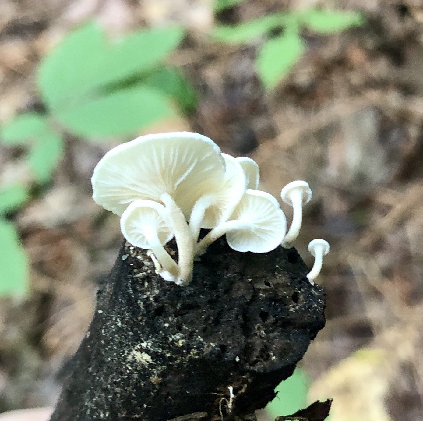 tiny mushrooms growing from the end of a stick.