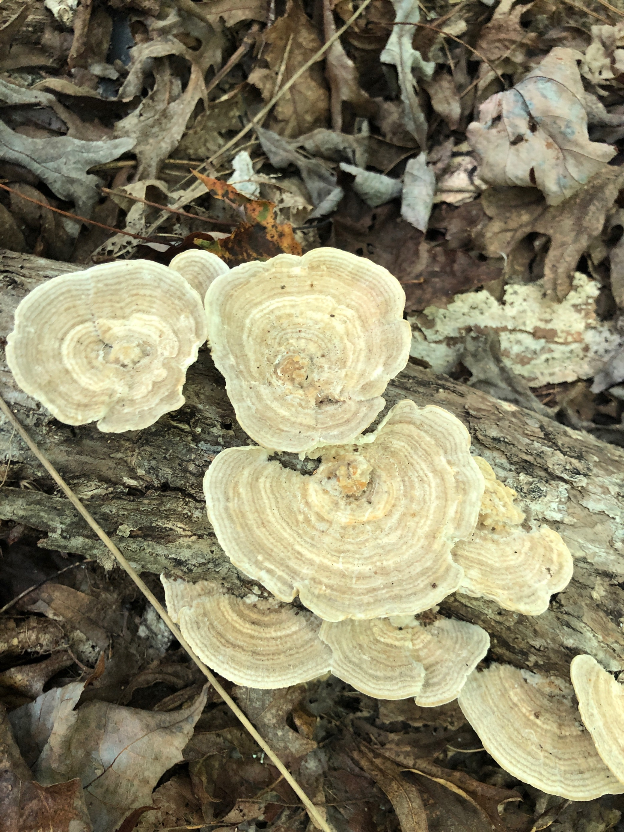 turkey tail mushrooms