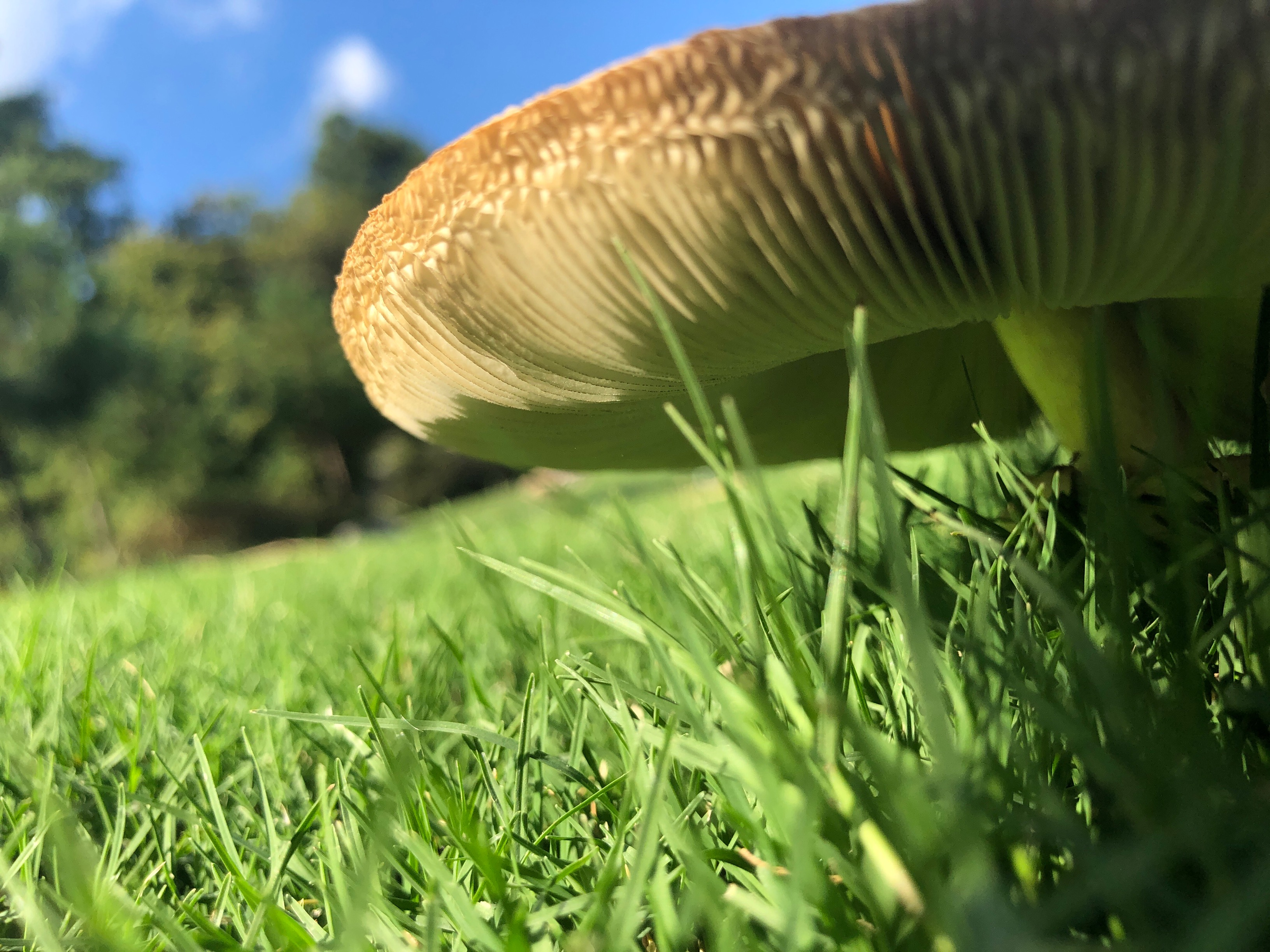 Close up of the gills of a mushroom.