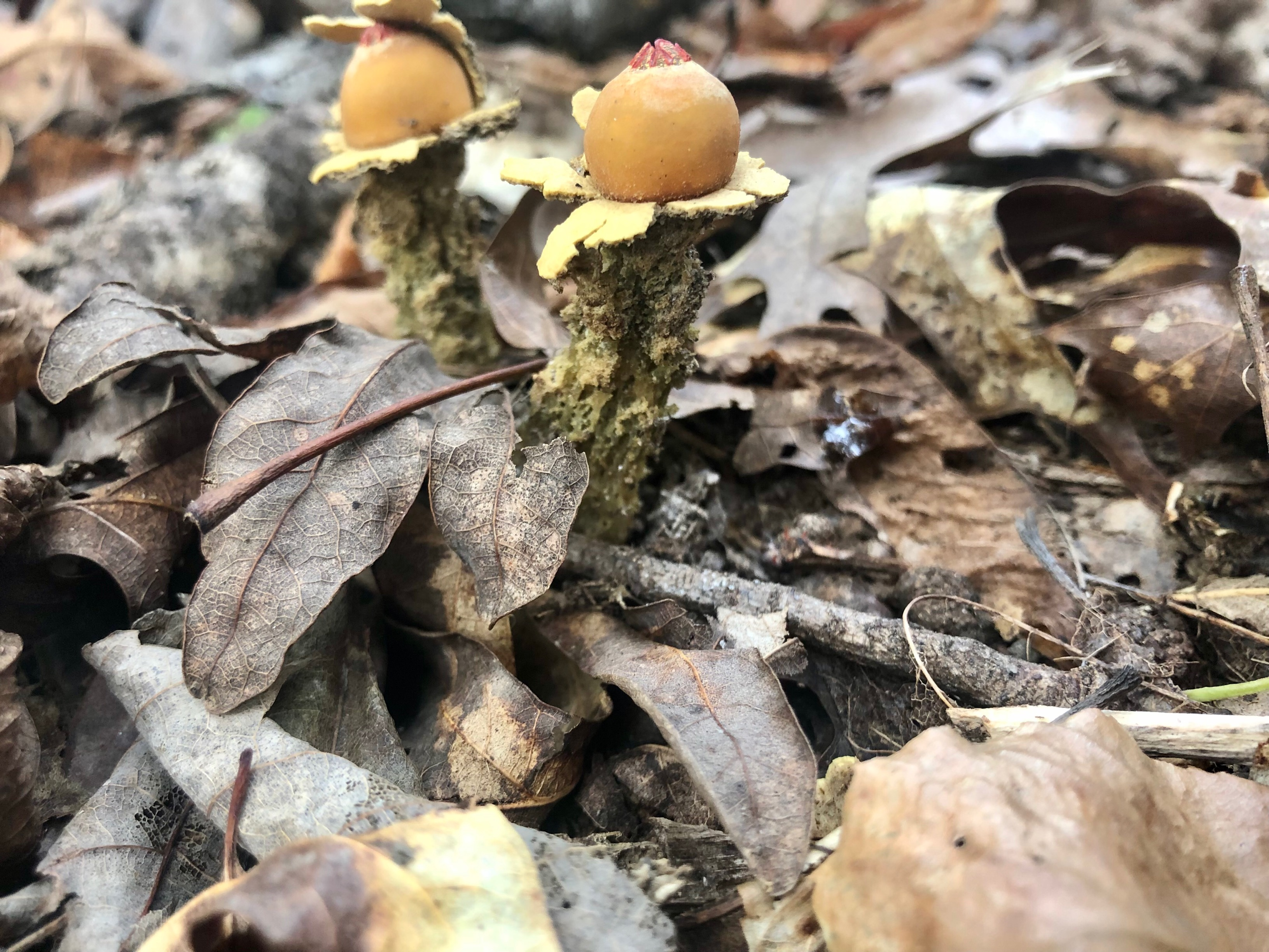 weird stick fungus.