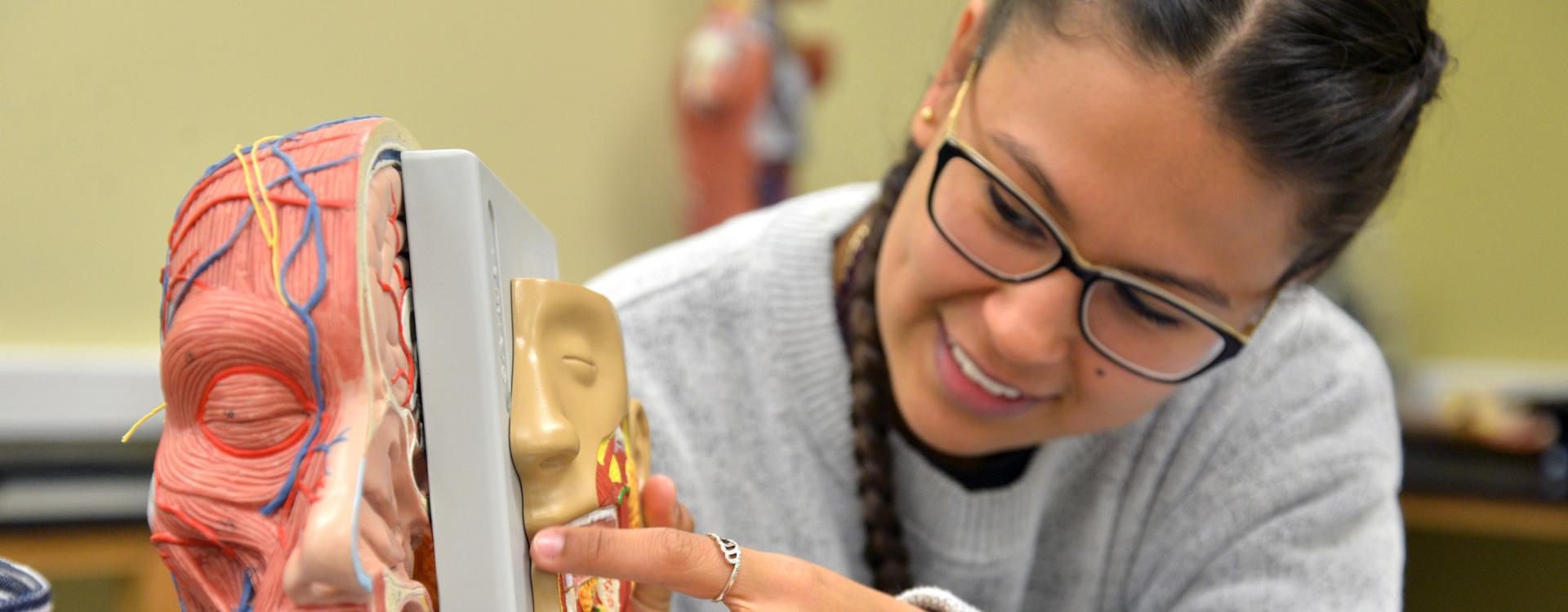 A Durham Tech student in biology lab looking at model of human head.