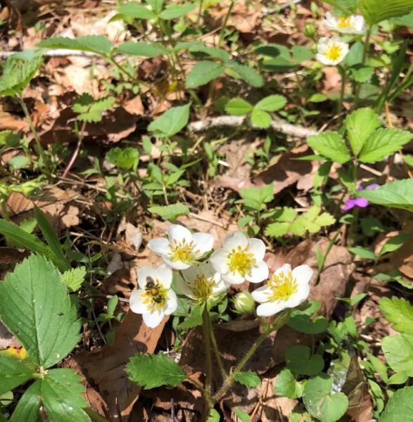small white flowers with yellow centers. A bee sits on one flower.