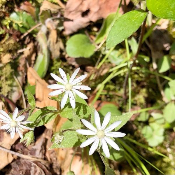 White flowers with pointy petals