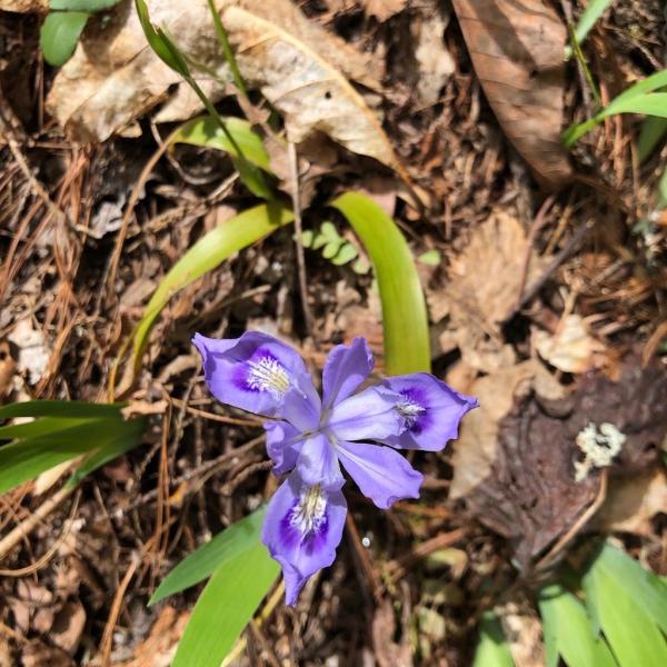 Purple flower with three petals.
