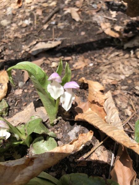 Two petal flower, purple on top, white on bottom.
