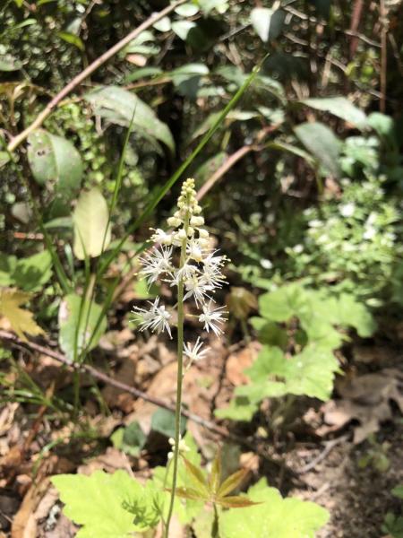 Cone shaped formation of white flowers.