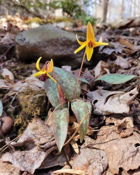 yellow trout lilies blooming at Pinnacle Park in Sylva, NC