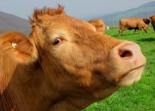 brown cow head with green grass and other cows grazing in the background