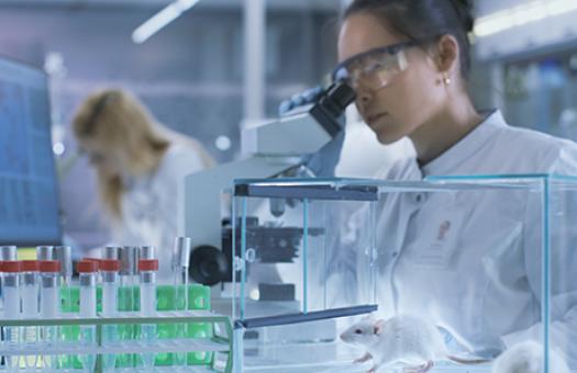 Medical Research Scientist Examines Laboratory Mice and Looks on Tissue Samples under Microscope. 
