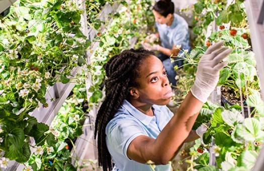 greenhouse employees tending strawberry plants in a greenhouse