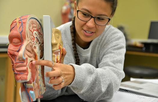 biology student points to back on tongue on a head cross section model