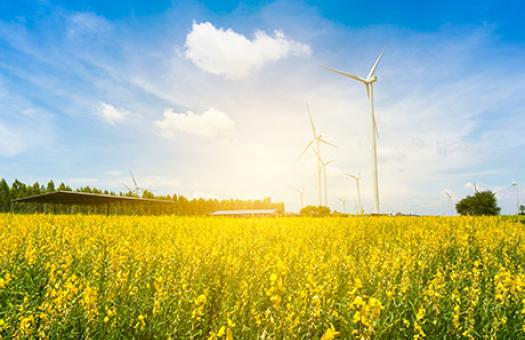 wind turbines in a field of flowers